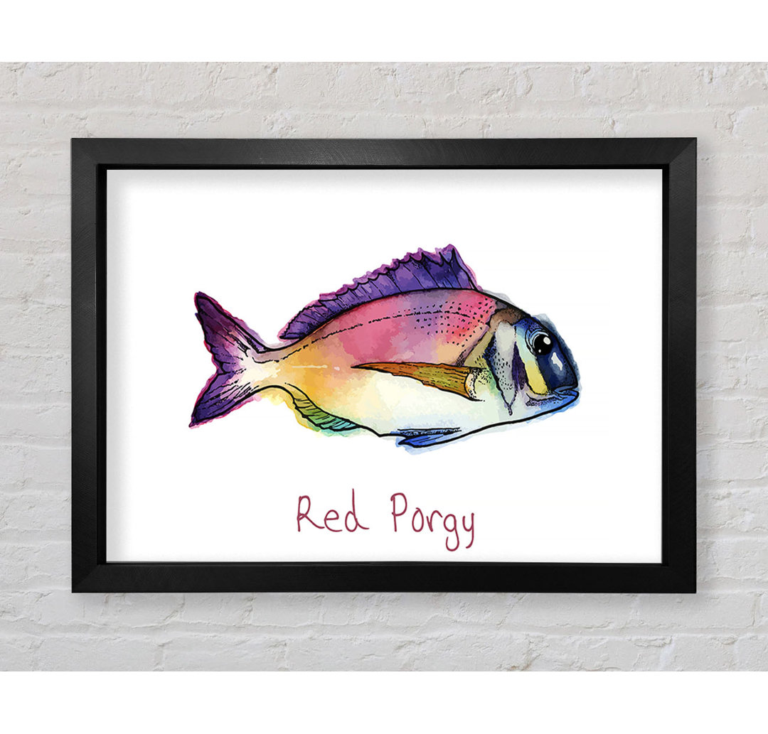 Red Porgy Regenbogen - Druck