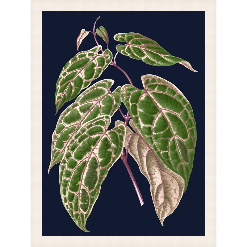 Lillian August " Botany On Blue 1 " by Lillian August