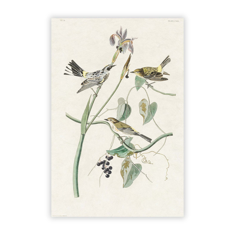 Yellow Crown Warbler Birds by John James Audubon - Frameless Print, 42 cm H x 29.7 cm W