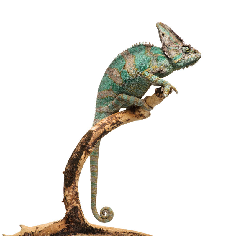 Greenish Brown Chameleon On Branch by Pliekhova - Wrapped Canvas Print, 46cm H x 30cm W
