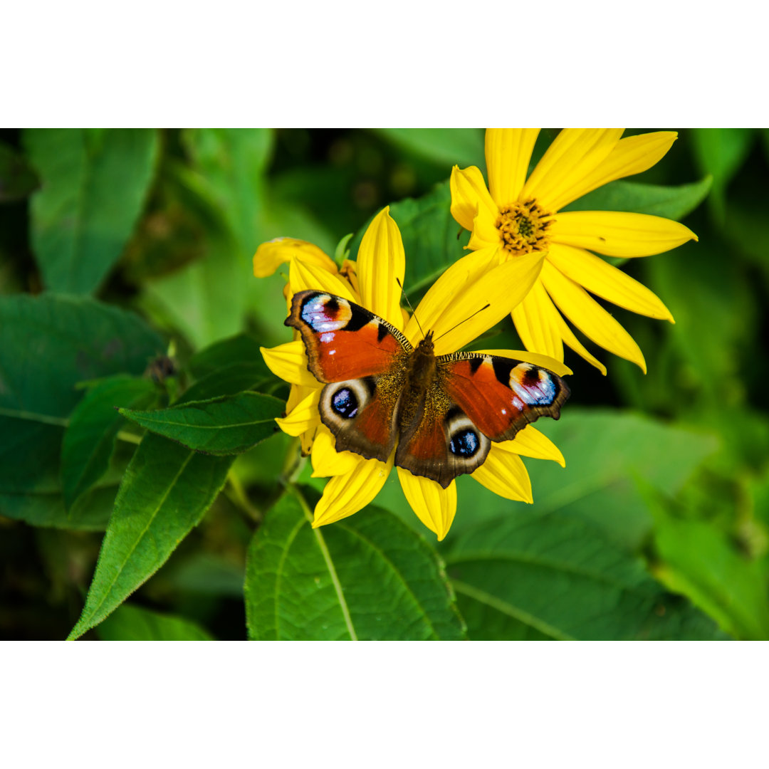 Europäisches Tagpfauenauge Schmetterling - Leinwandbild