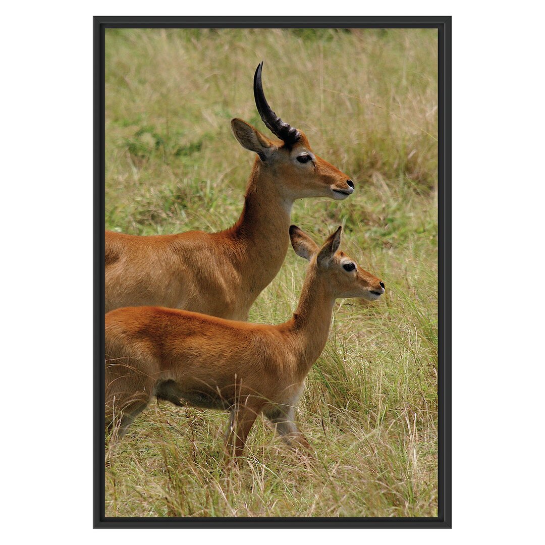 Gerahmtes Wandbild Dorkasgazelle mit Jungtier