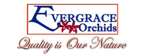 Logo EverGrace