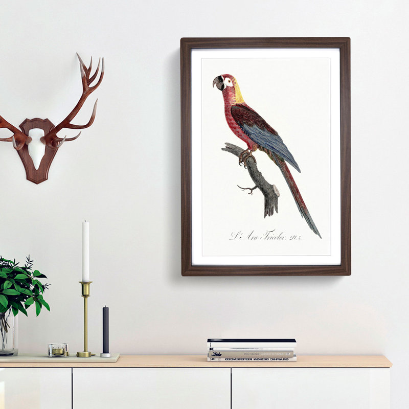 Cuban Macaw Parrot by F. Levaillant - Framed Print, Walnut Framed, 36cm H x 27cm W x 2cm D