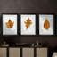 Étude de feuilles d'automne I - Impression sur mesure encadrée de qualité supérieure - 3 pièces-974408091