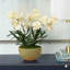 Vanda Orchids in Mossy Planter