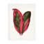 Rouleau de bolognaise, Les Plantes, feuille de Dracaena terminale rose, art sur toile-103094746