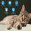 Coussin chauffant pour chat et chien (ensemble de 2)-595574028