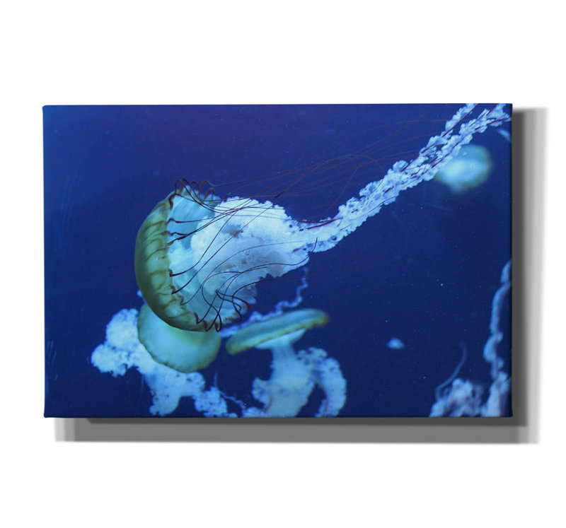«Jelly» par PhotoINC Studio, H 12 po x l 18 po