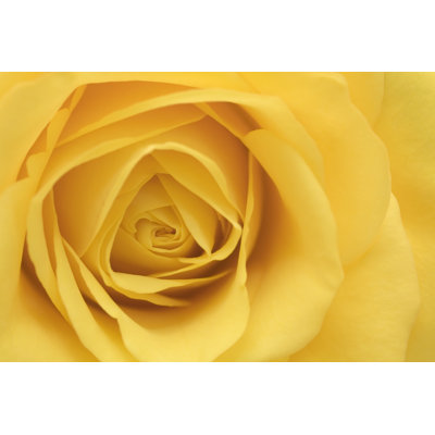Denasha Yellow Rose Blossom - Photographie sur toile tendue