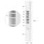 Ambroz Bathroom Cabinet-1287288084