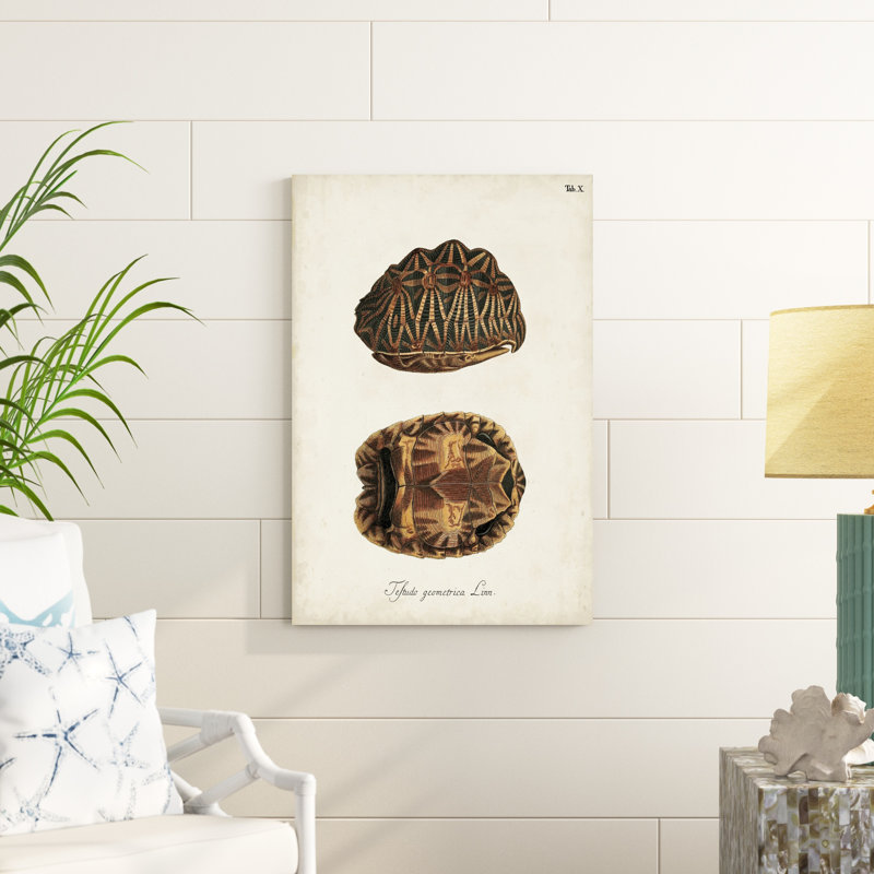 Tortues et coquillages antiques I, H 36 po x l 24 po x P 1,25 po