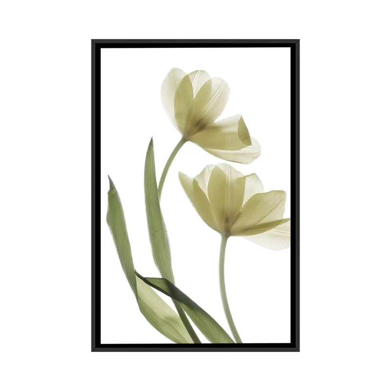 «X-Ray Tulip I», reproduction sur toile, H 26 po x l 18 po x P 1,5 po, Toile encadrée noire, Pas de tapis
