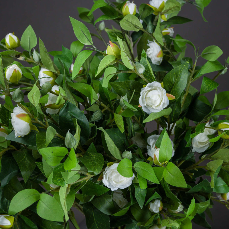 Anastasija Arrangement