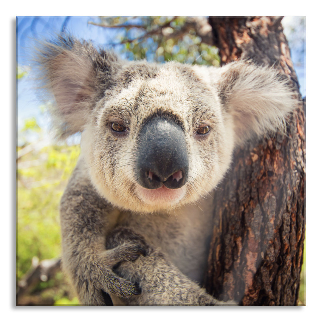 Glasbild Neugieriger Koala am Baum, Nahaufnahme