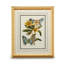 Butterfly Oasis III Print