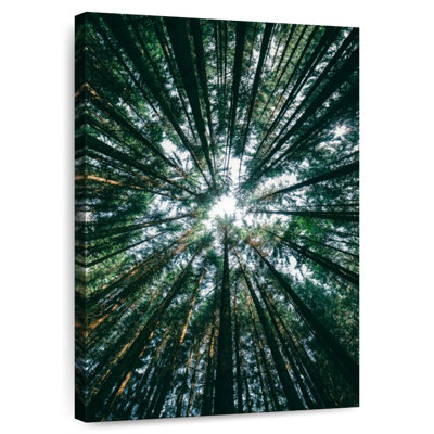 Harnek Pine Tree Grove