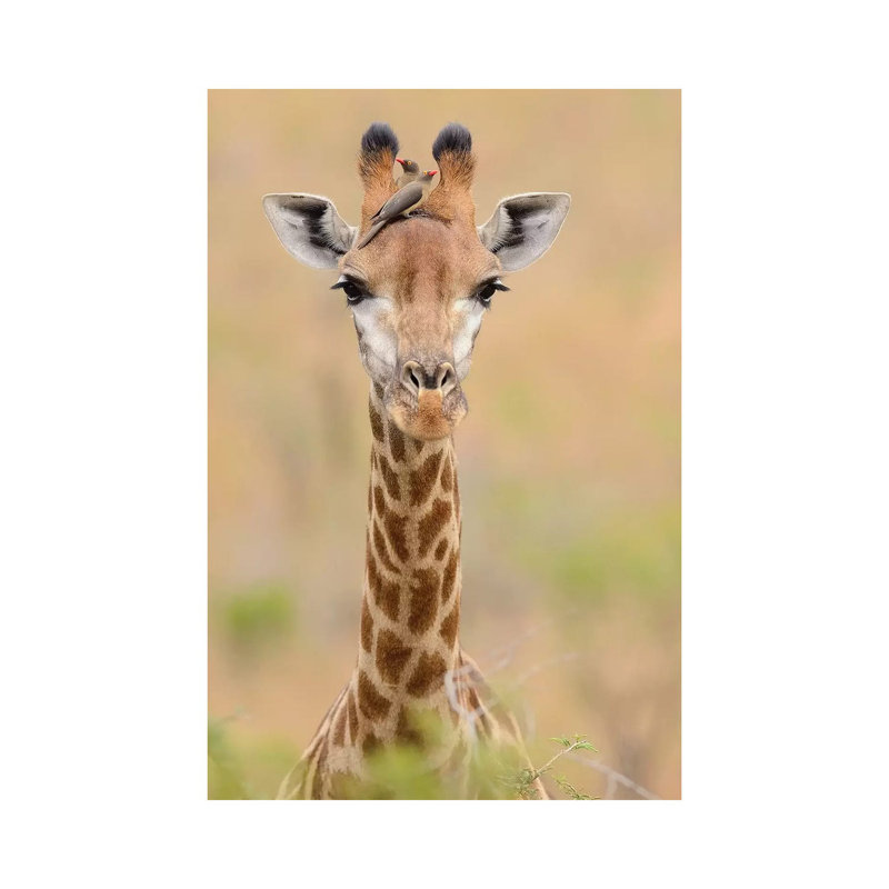 Giraffe With Oxpeckers by Elmar Weiss - Wrapped Canvas Print, 20.32 cm H x 30.48 cm W
