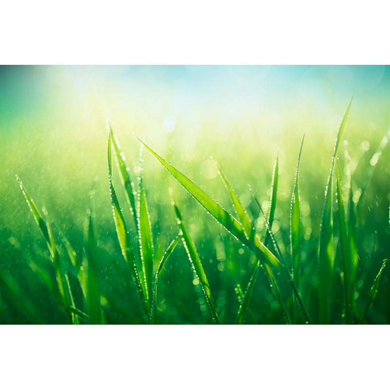 Fresh Spring Grass par Jasmina007, H 24 po x l 36 po