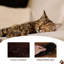 Betio 17 cm H Cat Perch