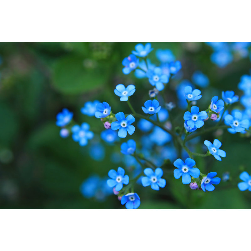 Forget Me Nots Blooming On A Branch by Sunnyfrog - Wrapped Canvas Print, 61cm H x 91cm W x 3.8cm D	