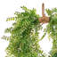 Couronne 24 po Ruscus