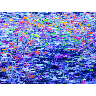 Blue Density Print by Drew Gaffney