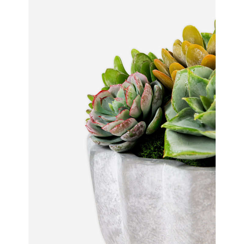 Madison Pleated Ceramic Succulent Arrangement