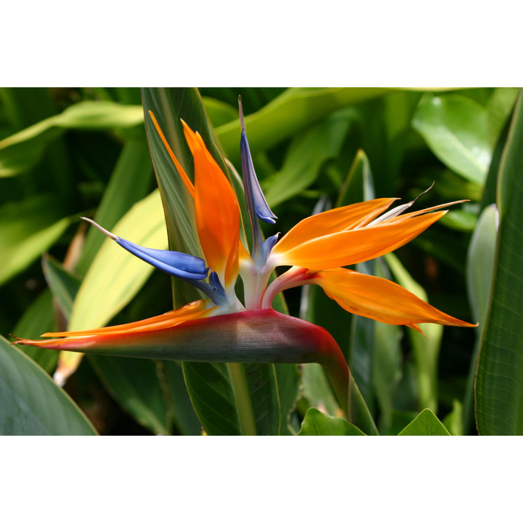 Bird Of Paradise In Oahu by Jollyphoto - Wrapped Canvas Print