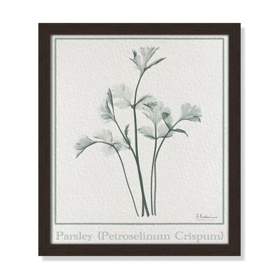 Jeanette "Parsley II" Print by Albert Koetsier