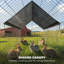 Chicken Cage