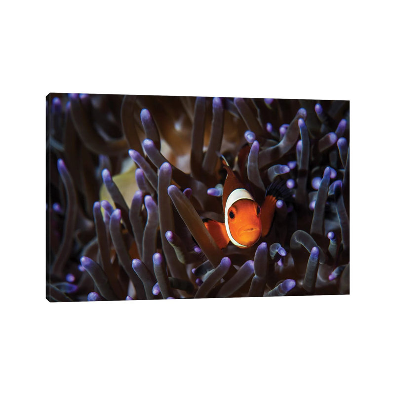 A Clownfish In An Anemone, North Sulawesi, Indonesia by Brook Peterson - Wrapped Canvas Print, 20.32 cm H x 30.48 cm W