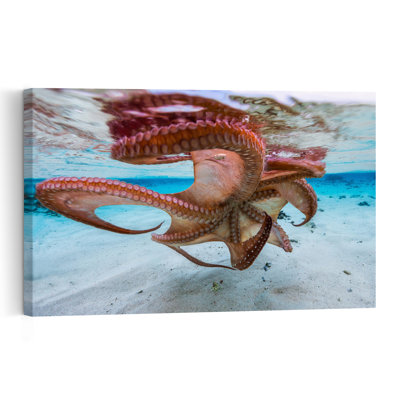 Octopus Under Surface Contemporary Octopus Wall Art Print