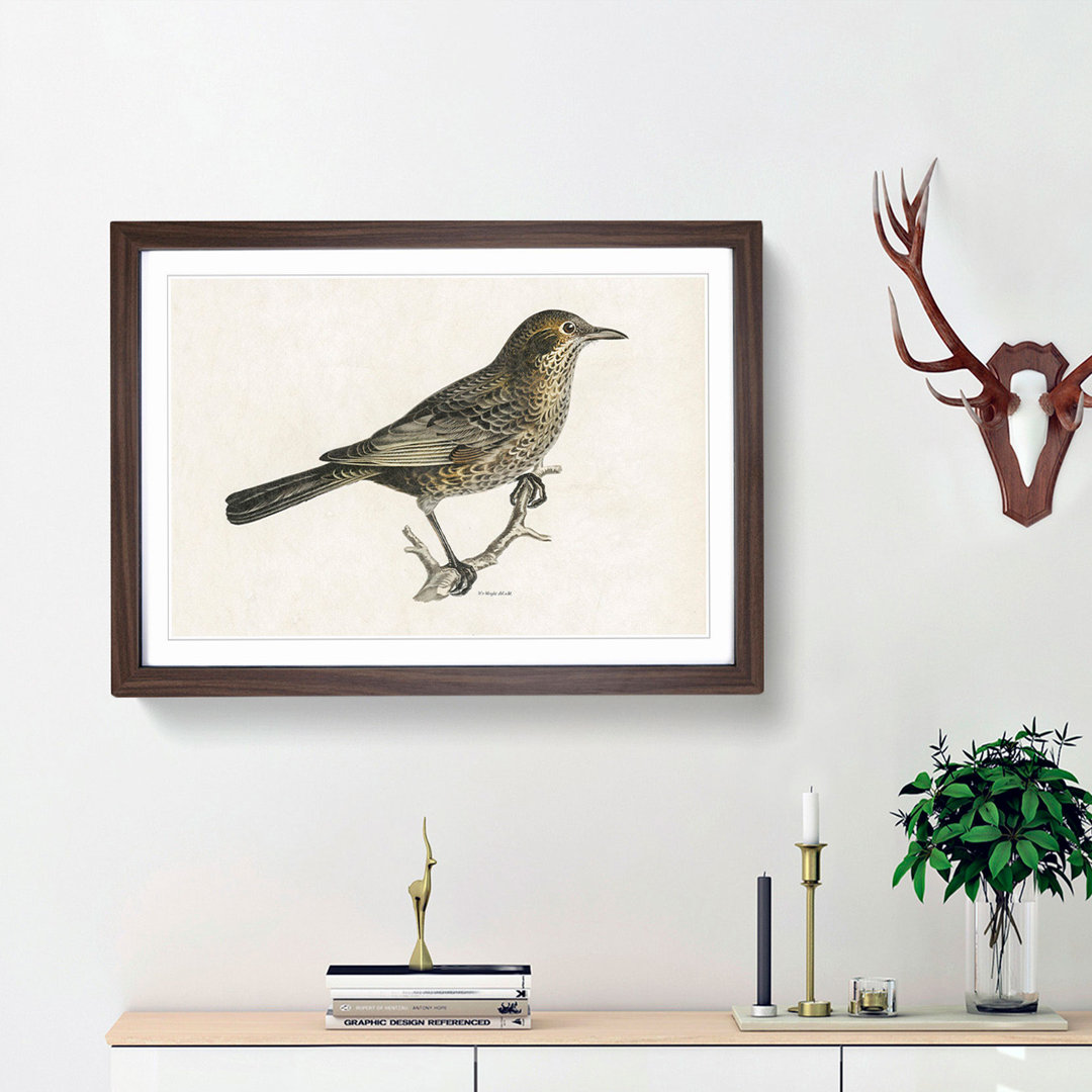 Blackbird by Von Wright - Picture Frame Art Print