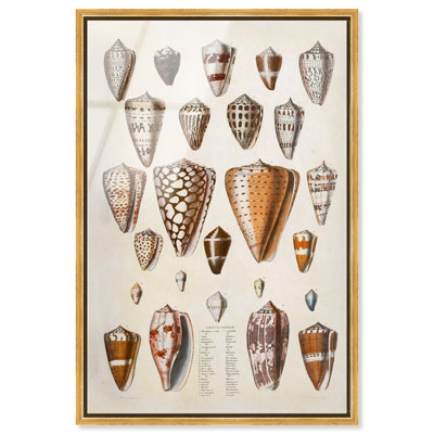 Affiche vintage encadrée « Conus Cones » par Art Remedy, impression acrylique, cadre doré, 20 x 30