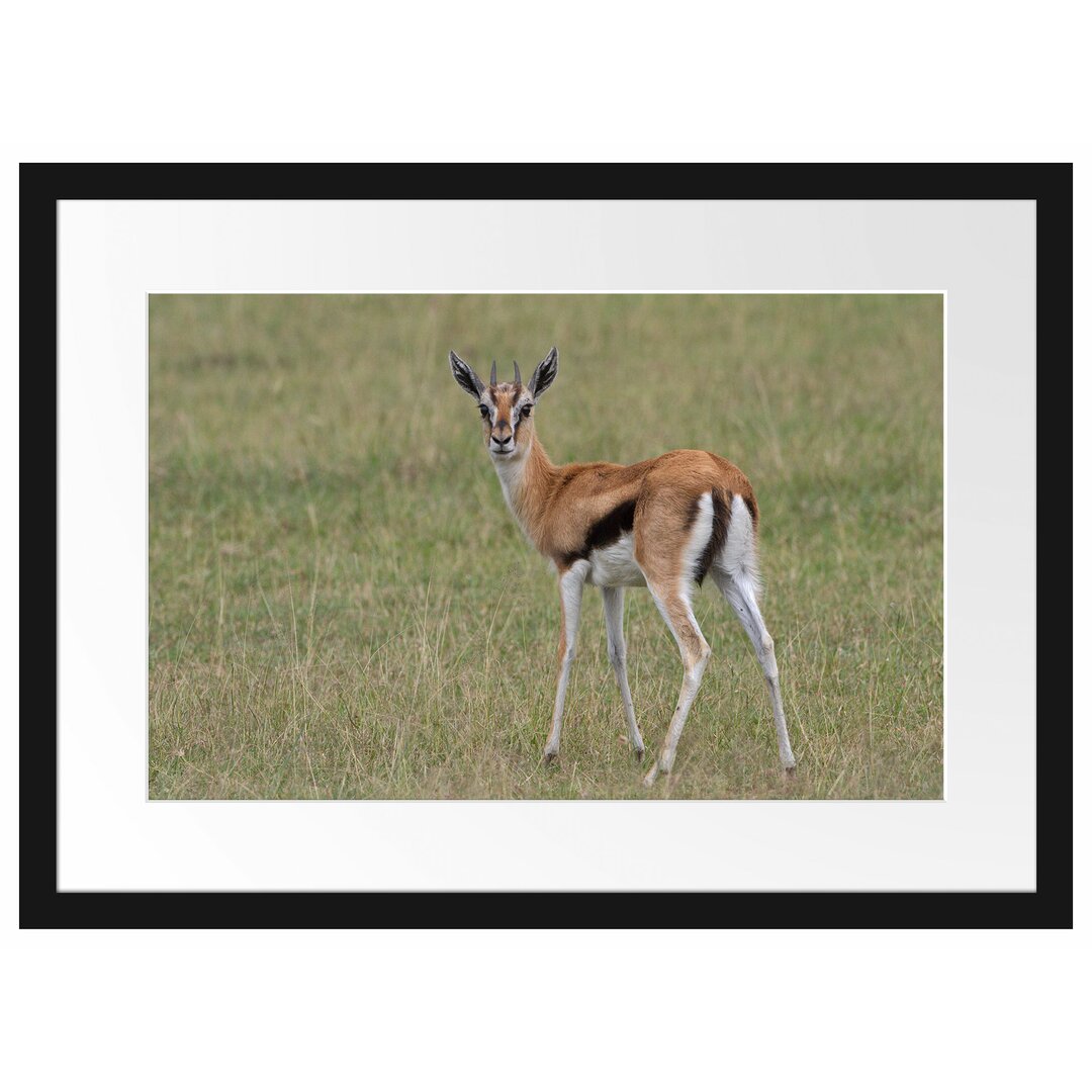 Gerahmtes Poster Prächtige Gazelle auf Wiese