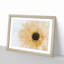 Pale Yellow Gerbera - Single Picture Frame Print on MDF-56704365-56704364
