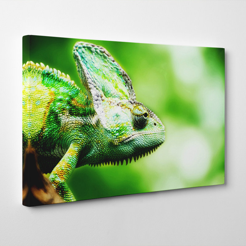 Chameleon Lizard Photographic - Wrapped Canvas, 40cm H x 60cm W