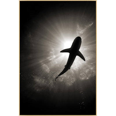 Requin calme 2