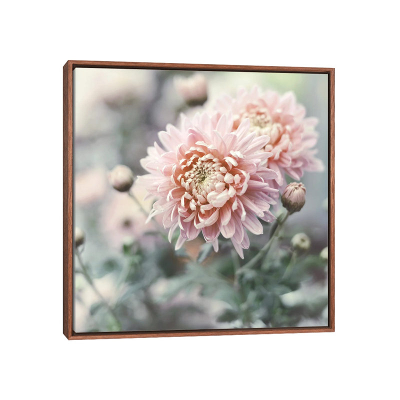Muted Daisy by Sarah Gardner - Print on Canvas, Brown Floater Frame, 66.04 cm H x 66.04 cm W