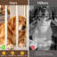 Meuble pour chien-1212230136-1212230143