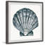 «Arctic Scallop Shell», reproduction encadrée-573575957