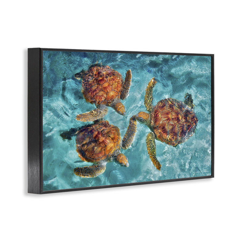 «Tortue de natation», art de la giclée par Dennis Frates, Giclée encadrée noir minuit, H 12 po x l 18 po