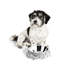 Flights of Fancy Bone Dog Bowl