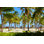 " Palm Tree Forest "
