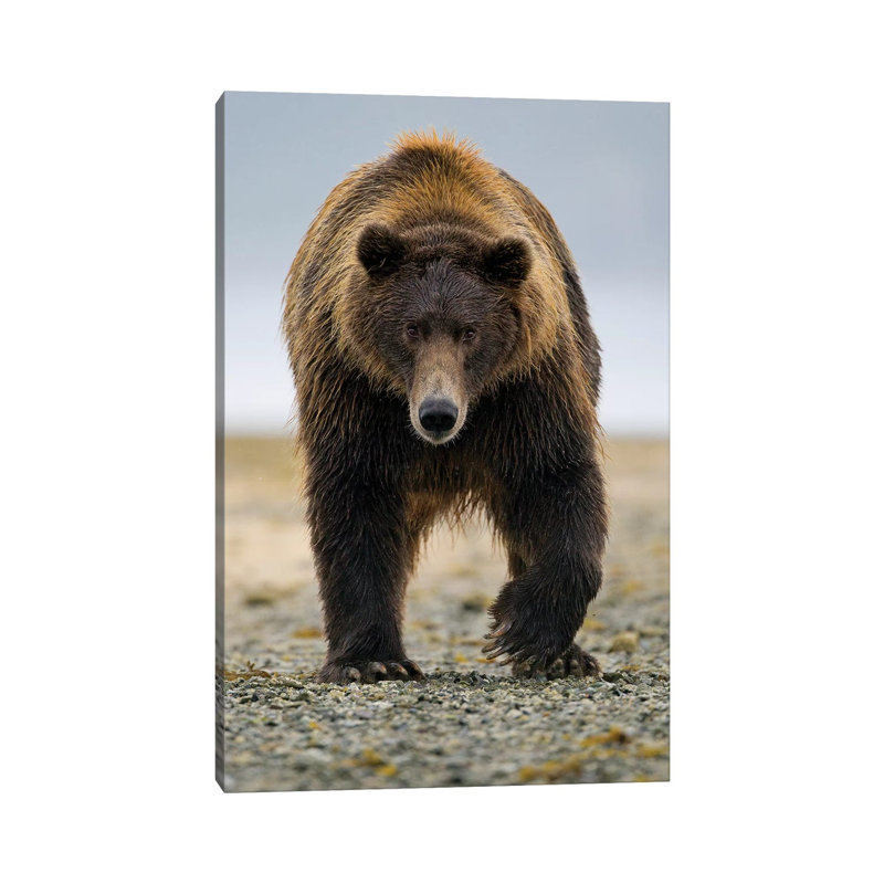 Brown Bear, Katmai, Alaska by Jaymi Heimbuch - Wrapped Canvas Print, 30.48 cm H x 45.72 cm W