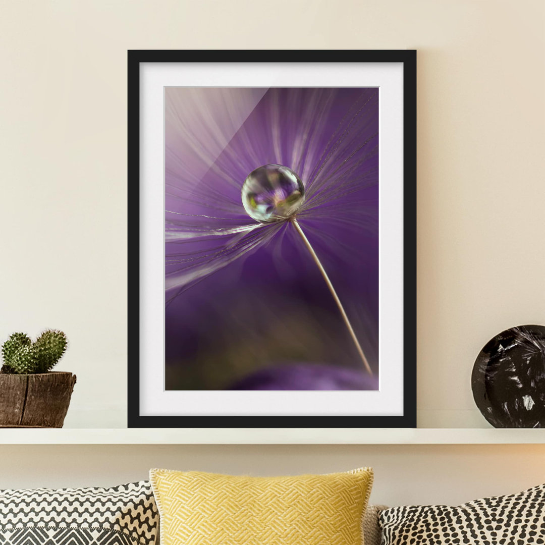 Gerahmter Fotodruck Dandelion in Violet