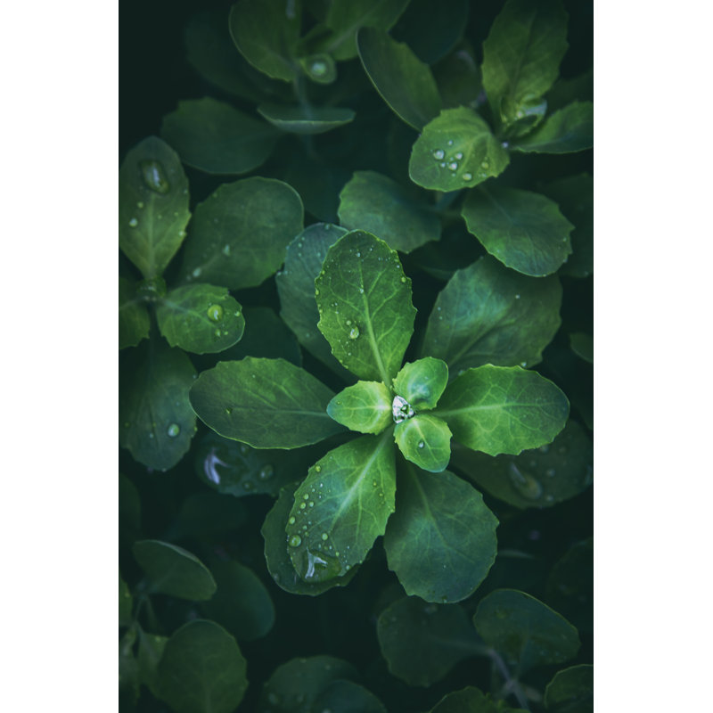 Rain Diamonds - Wrapped Canvas Print, 91cm H x 61cm W