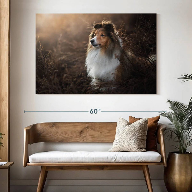 Bramelt, magnifique sheltie, H 34 po x l 51 po