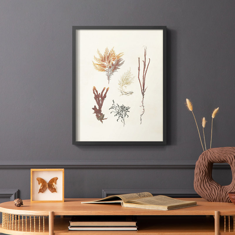 Knorr Shells & Coral VII, reproduction encadrée - bois massif, Noir, H 14 po x l 11 po